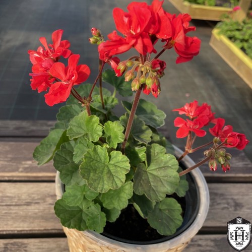 Pelargonium 'Altair' - Pelargoon 'Altair' P9/0,55L